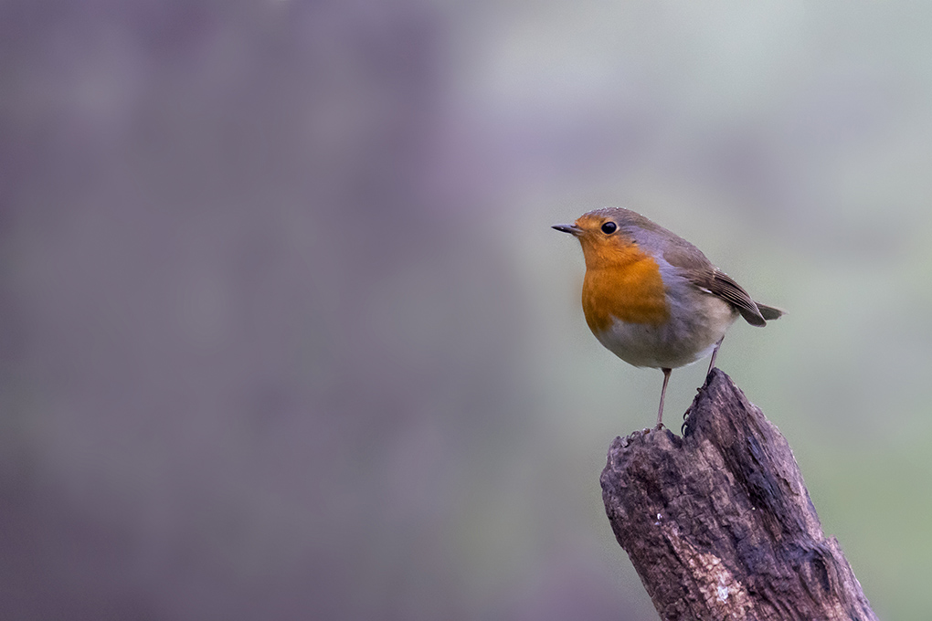 rouge gorge 2019 1.jpg