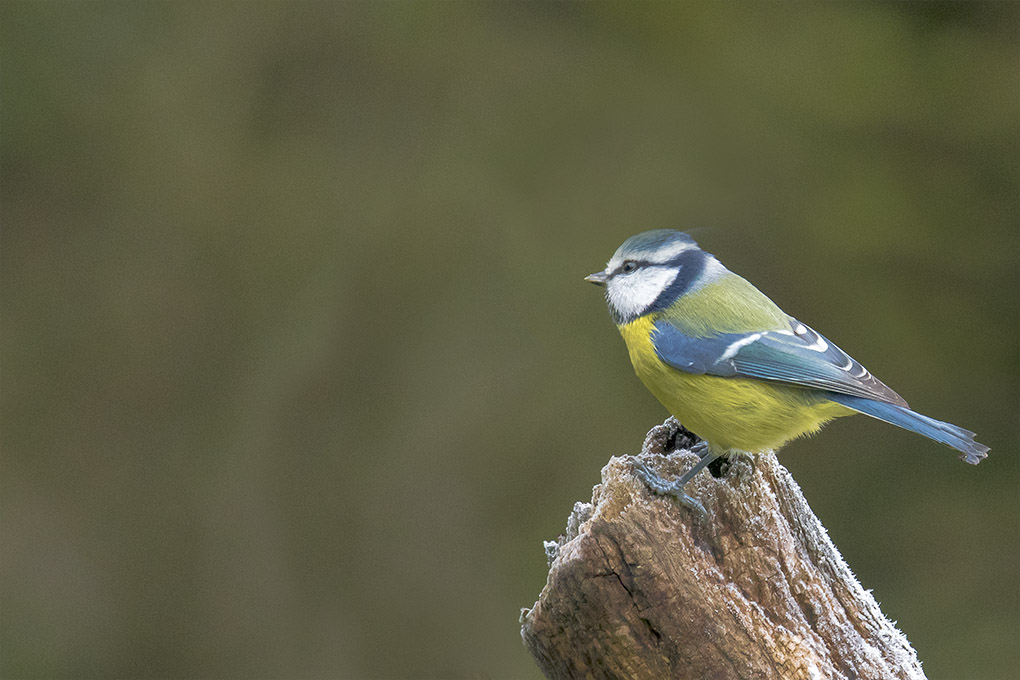 mesange bleue 2.jpg