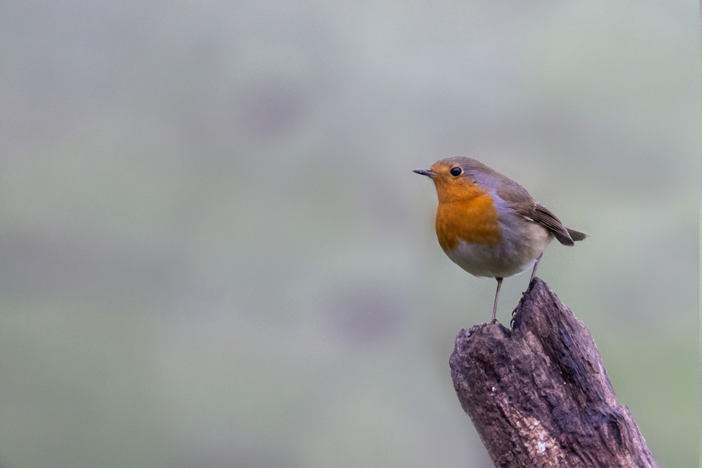rouge gorge 2019 9.jpg