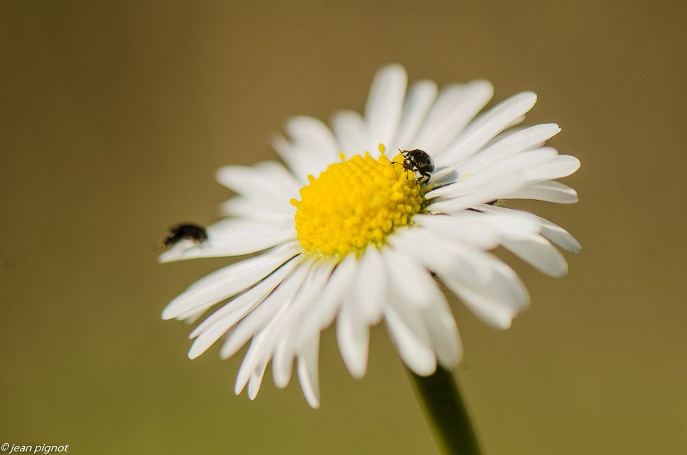 insectes du talut 02 2019-4.JPG