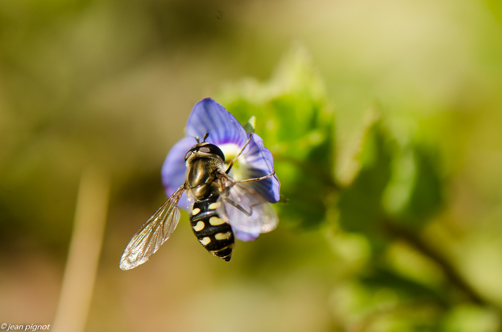syrphes 03 2019.JPG
