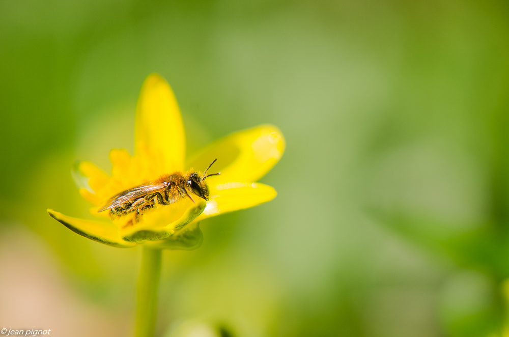 andrena fulva 03 2019.JPG