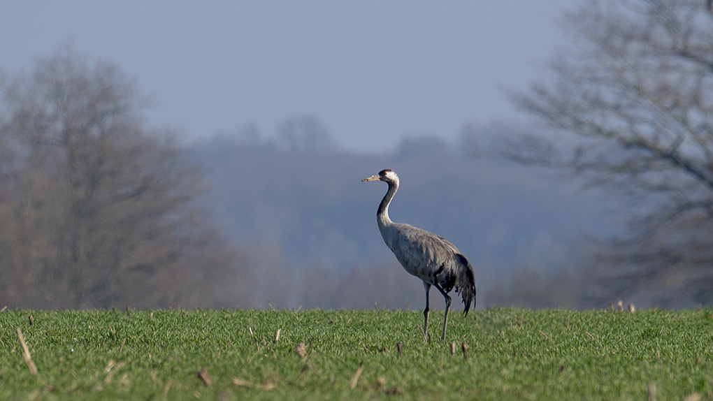 grues 2019 6.jpg