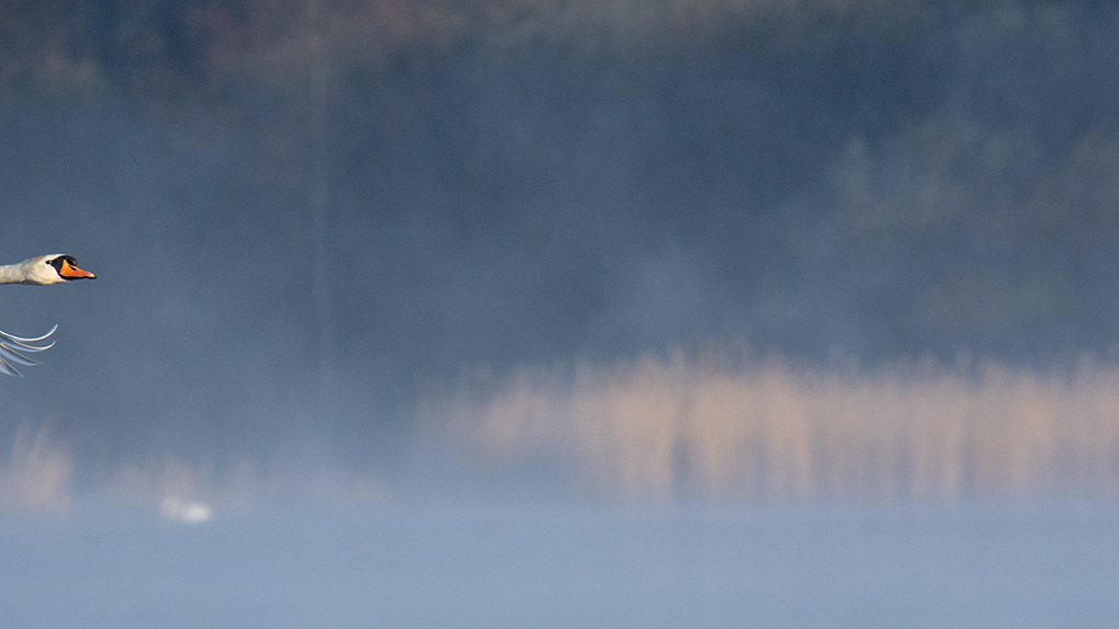 Cygne 0.jpg