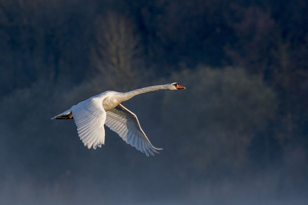 Cygne 1.jpg
