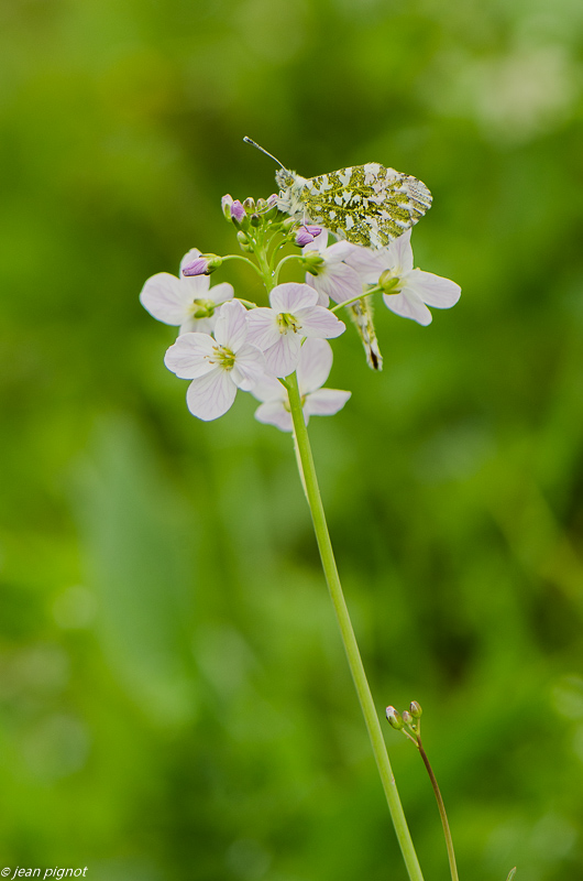 aurore sur cardamine 04 2019-2.JPG