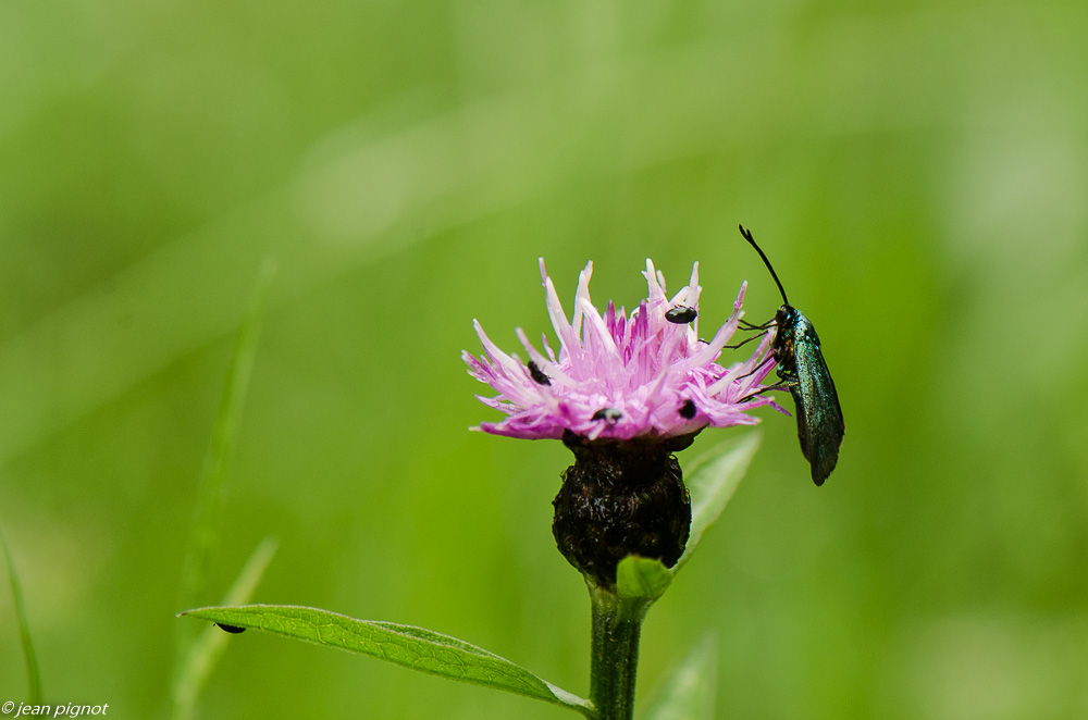 sygene 06 2019-2.JPG