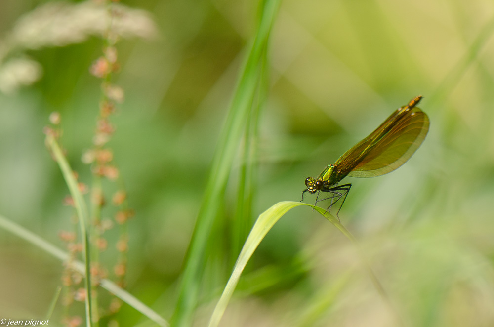 calopterix 06 2019.JPG