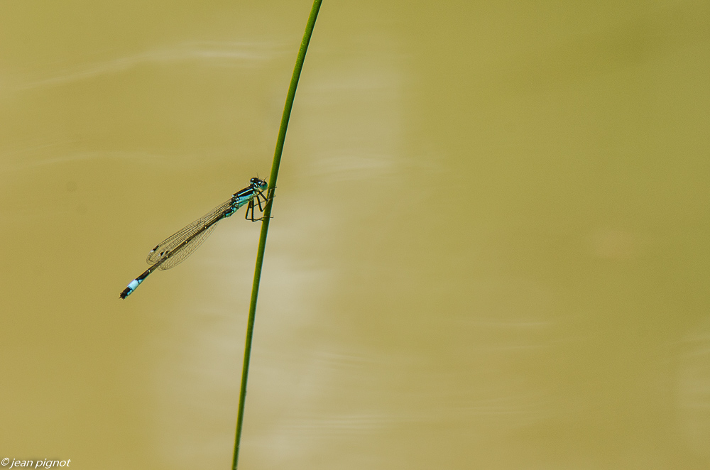 agrillon bleue 06 2019.JPG