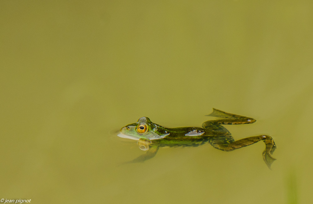 grenouille verte 06 2019.JPG