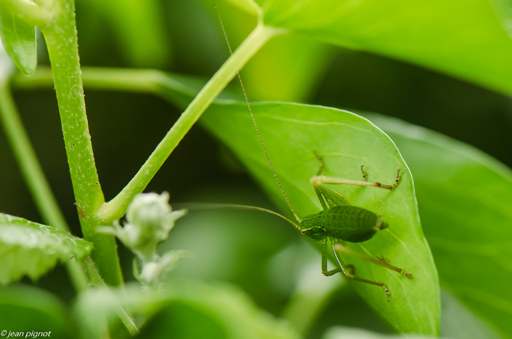sauterelle verte 06 2019.JPG