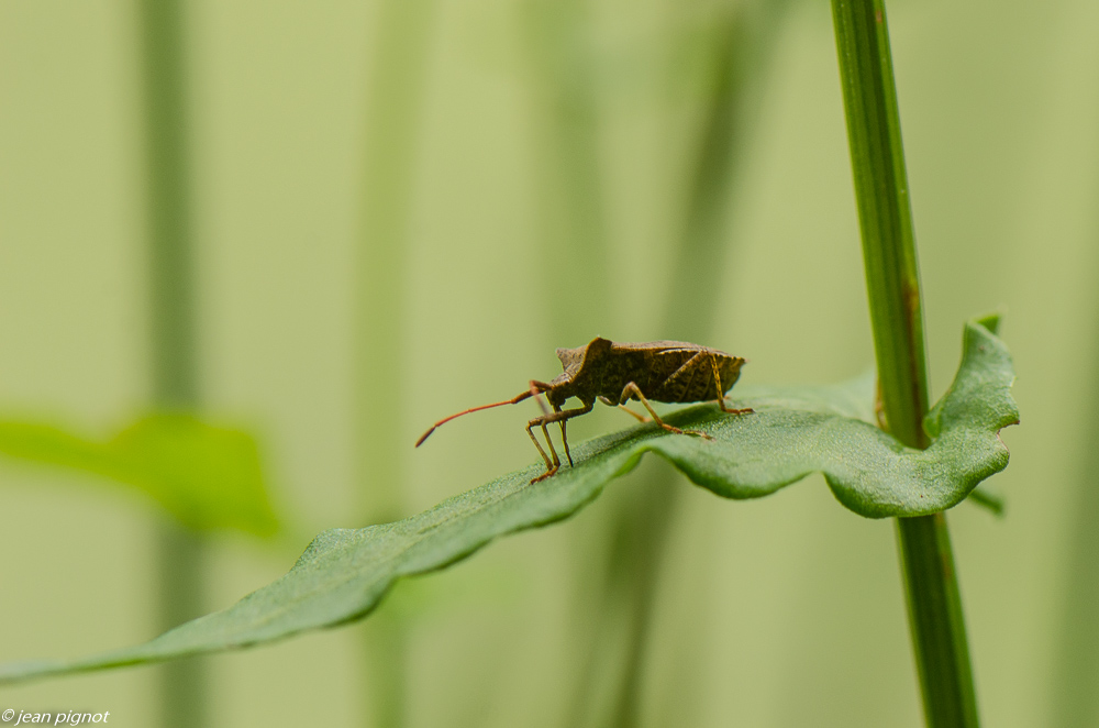 punaise 06 2019-2.JPG