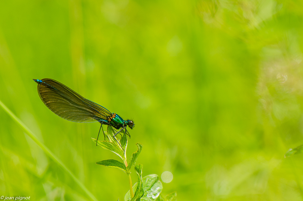 calopterix virgo 06 2019.JPG