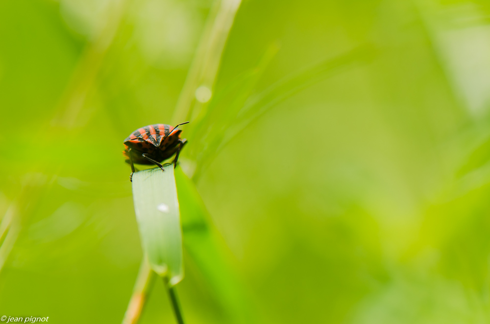 punaise rayé 06 2019-2.JPG