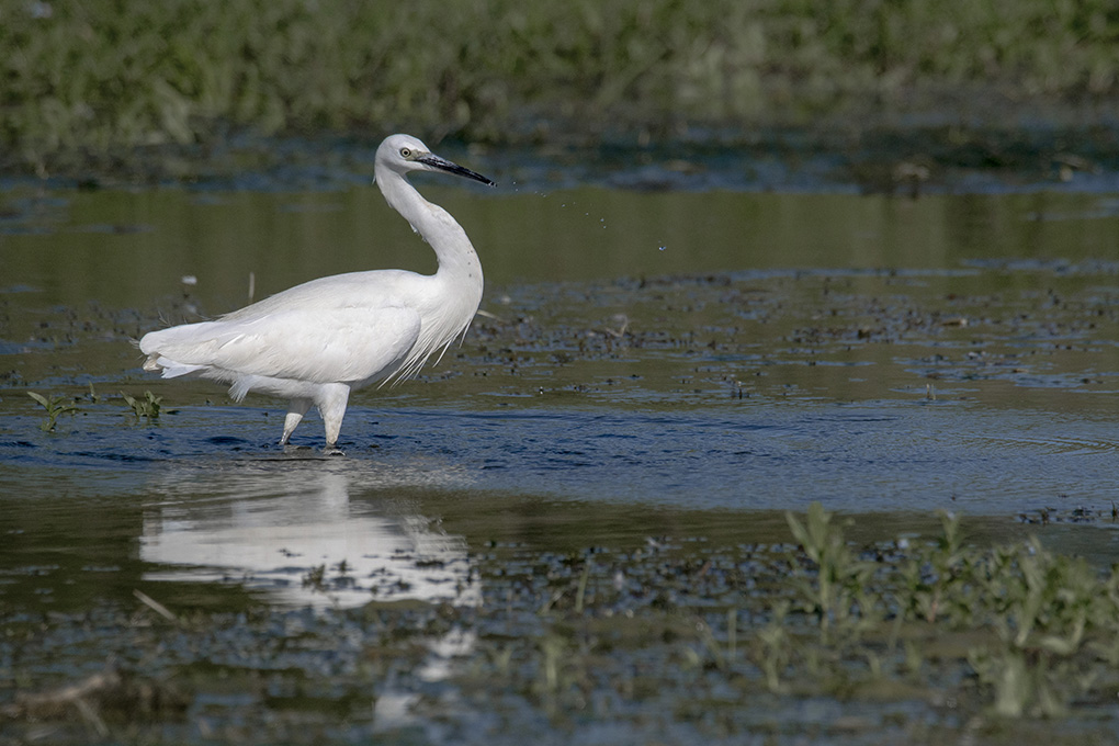 aigrette 0 0.jpg
