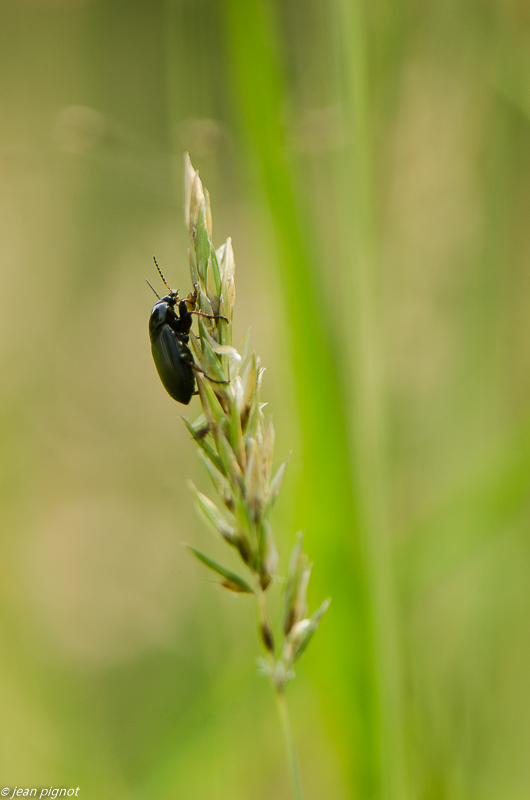 ténébrionide 06 2019.JPG