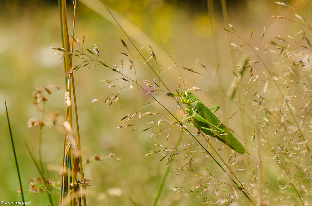 grande sauterrelle verte 07 2019.JPG