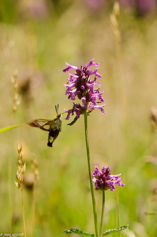 sphynx gazé 07 2019.JPG