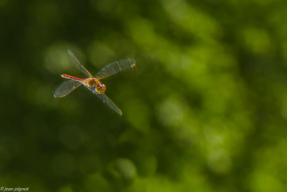 sympetrum en vol 07 2019-4.JPG