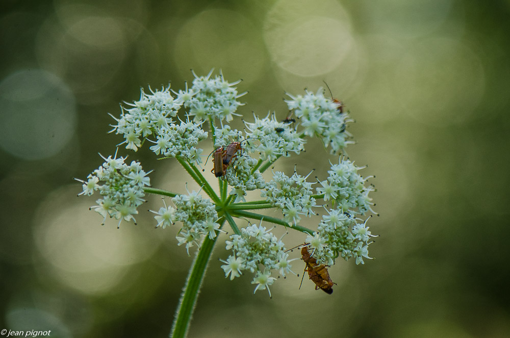 cantarides et ombelles 07 2019.JPG