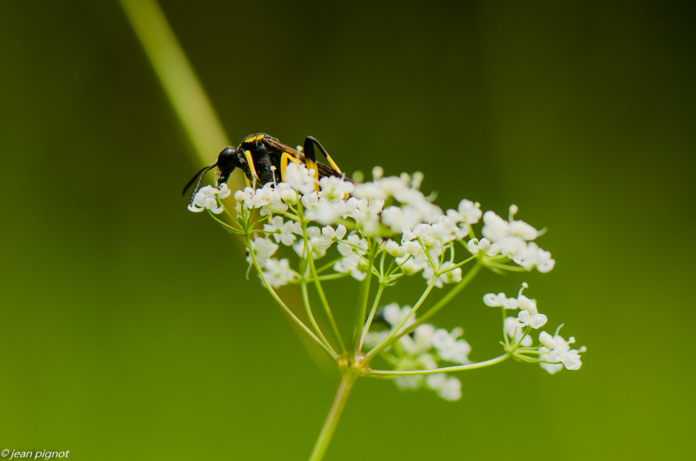 insecte inconnu 07 2019.JPG
