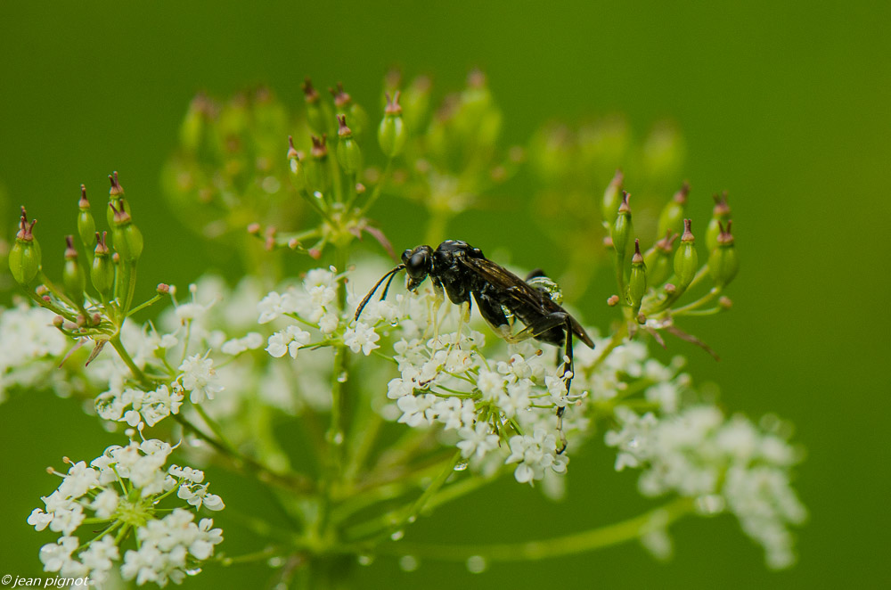 insecte inconnu 07 2019-2.JPG
