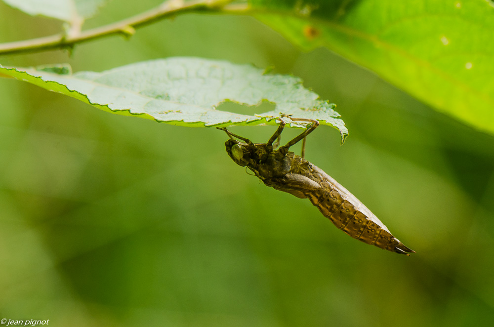 exuvie d aeschne 07 2019.JPG