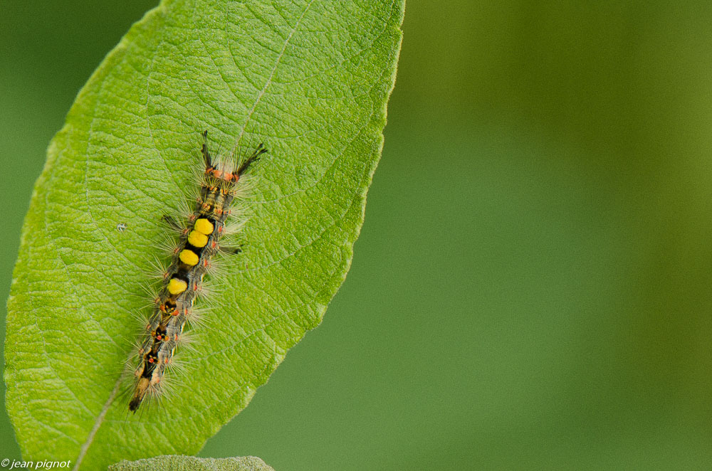 chenille 07 2019.JPG
