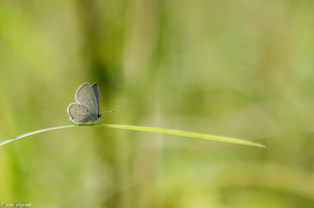 azuré 7 2019-2.JPG