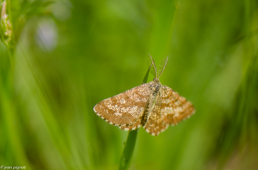 papillon de nuit dans mon champs 7 2019.jpg