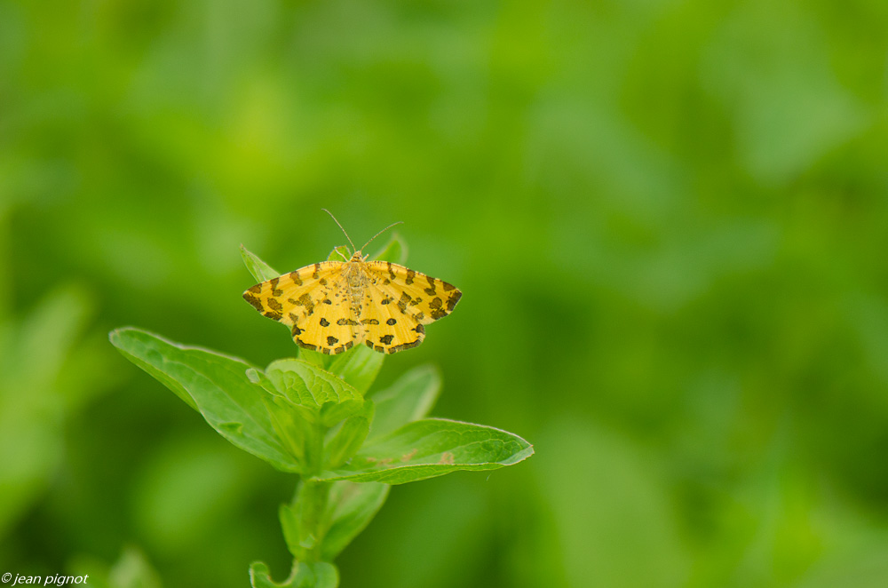 papillon de nuit dans mon champs 7 2019-2.jpg