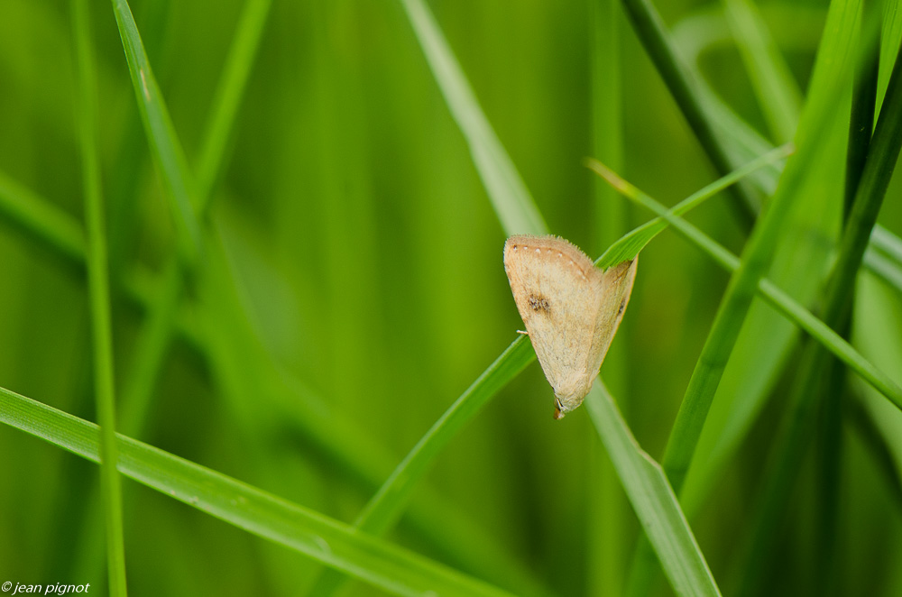 papillon de nuit dans mon champs 7 2019-3.jpg