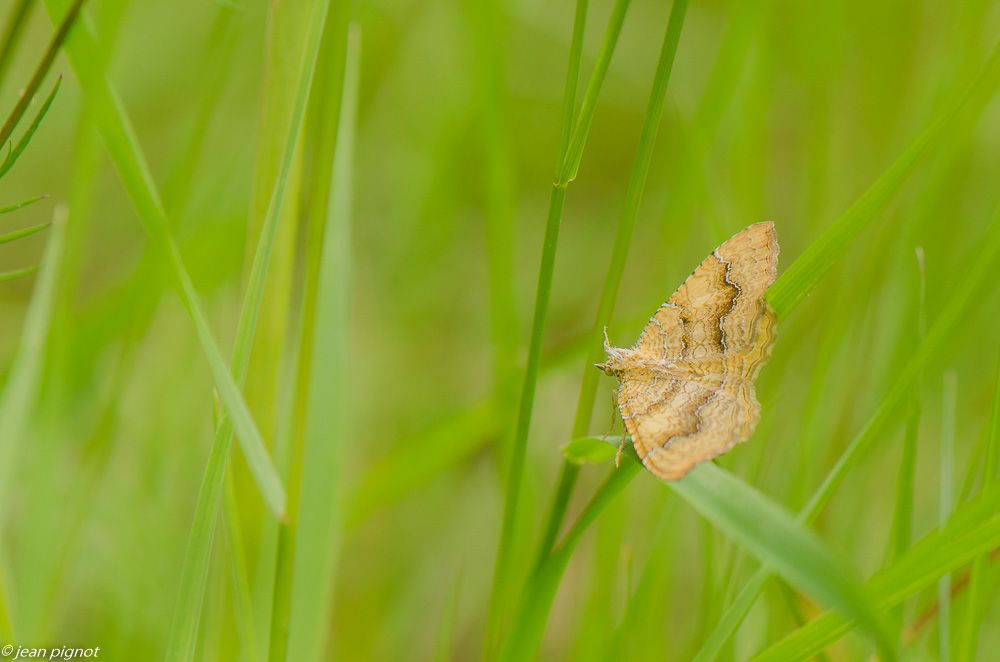 papillon de nuit dans mon champs 7 2019-4.jpg