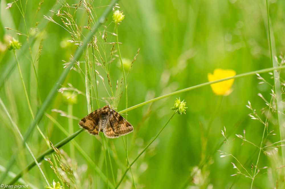papillon de nuit dans mon champs 7 2019-5.jpg