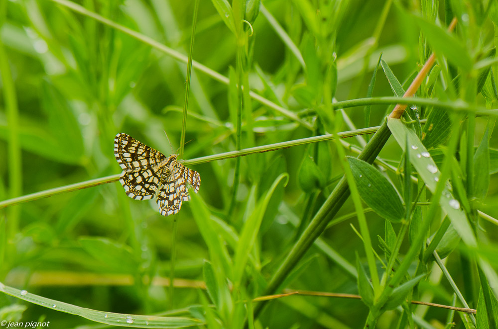 papillon de nuit dans mon champs 7 2019-6.jpg