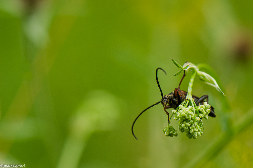 longicorne 7 2019-2.jpg