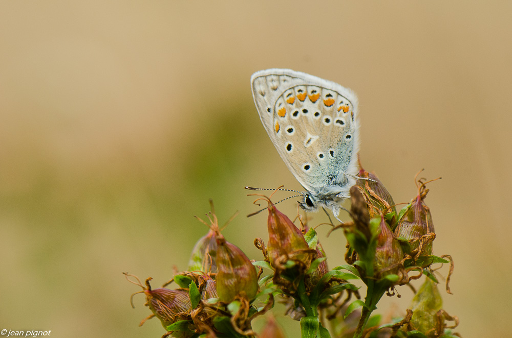 azuré 7 2019-3.jpg