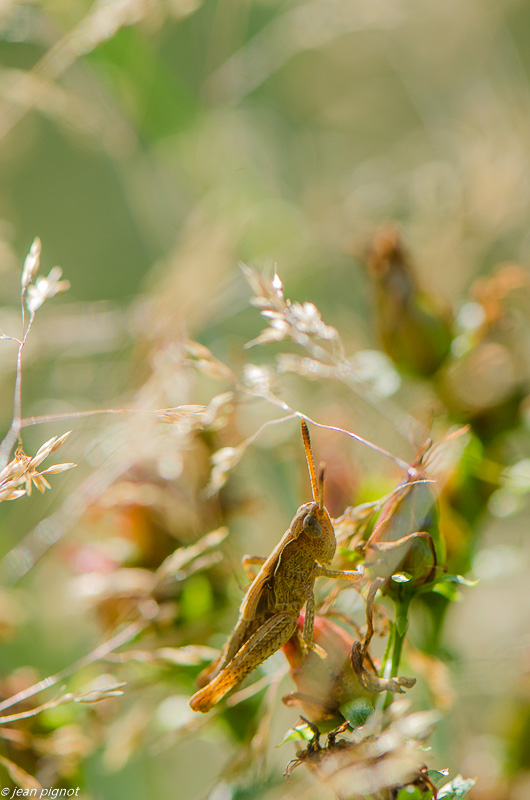 cricket 08 2019.jpg