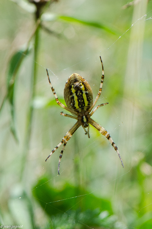 argiope frelon 08 2019.jpg