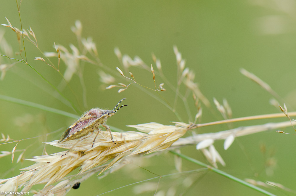 punaise 08 2019-2.jpg