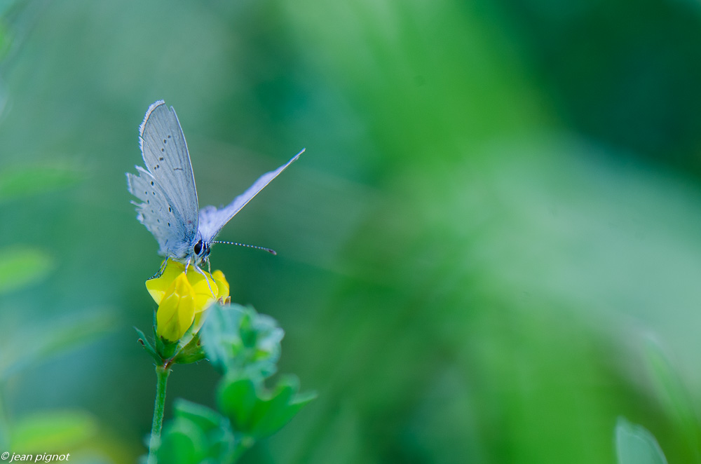 azure du nerprin 08 2019.jpg