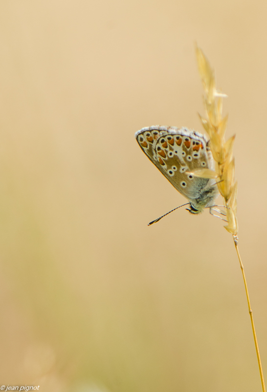azuré 08 2019-2.jpg