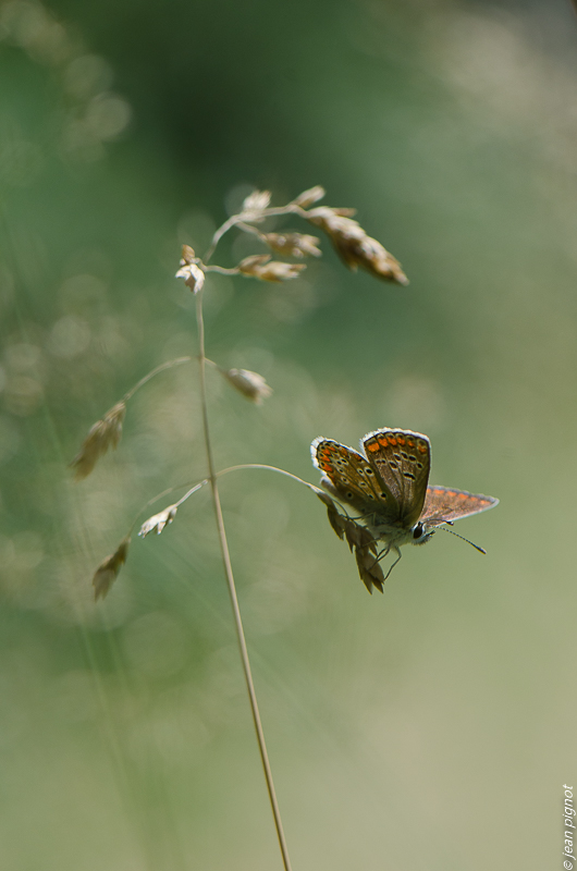 argus myope 08 2019-2.jpg