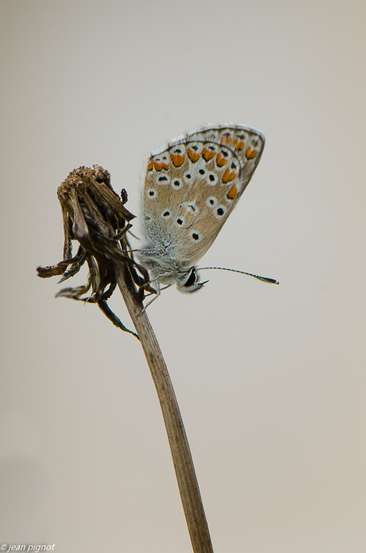 argus myope 08 2019-4.jpg
