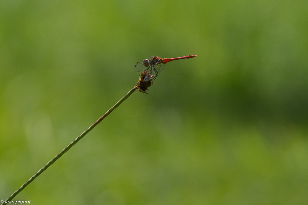 sympetrum 08 2019.jpg