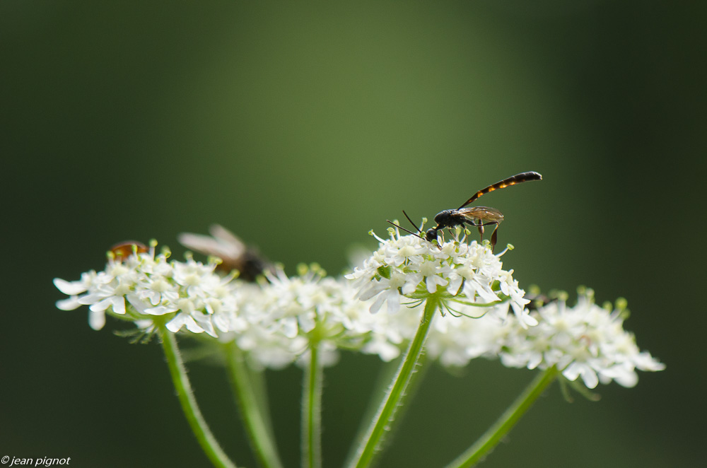 insecte sur ombelliféres  08 2019.jpg