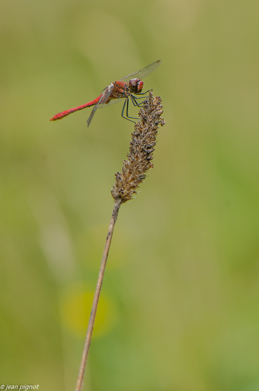 sympetrum 08 2019.jpg