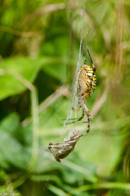 argiope frelon 08 2019-2.jpg