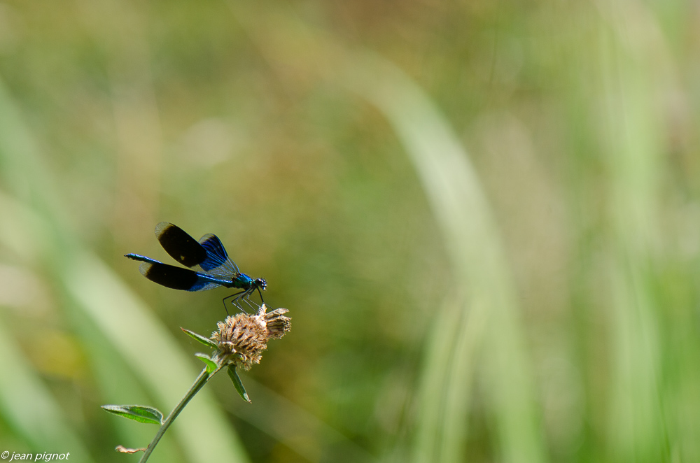 calopteryx splendens 08 2019.jpg