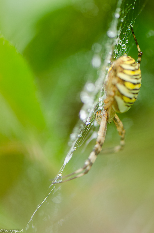 argiope frelon 08 2019-3.jpg